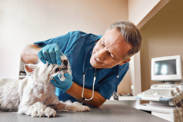 Best Emergency X-Rays and Diagnostics in New Holland, PA
